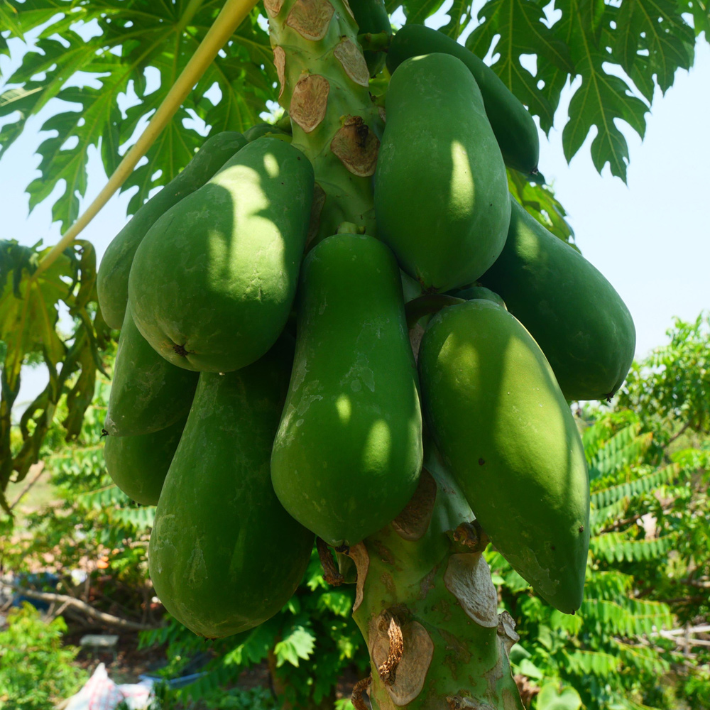 그린파파야 국내산 생파파야 400-600g 쏨땀 papaya du du 동남아 식재료 - 상품 이미지
