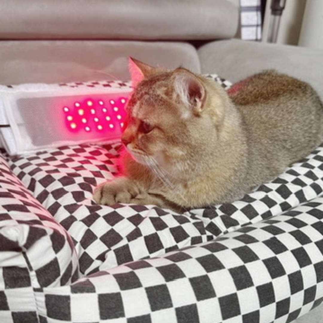 아픈 강아지 고양이 디스크 슬개골탈구 치료관리 근적외선광치료기 펫스니즈- 닥터펫 펫큐어레이 커버-Q 이미지 4