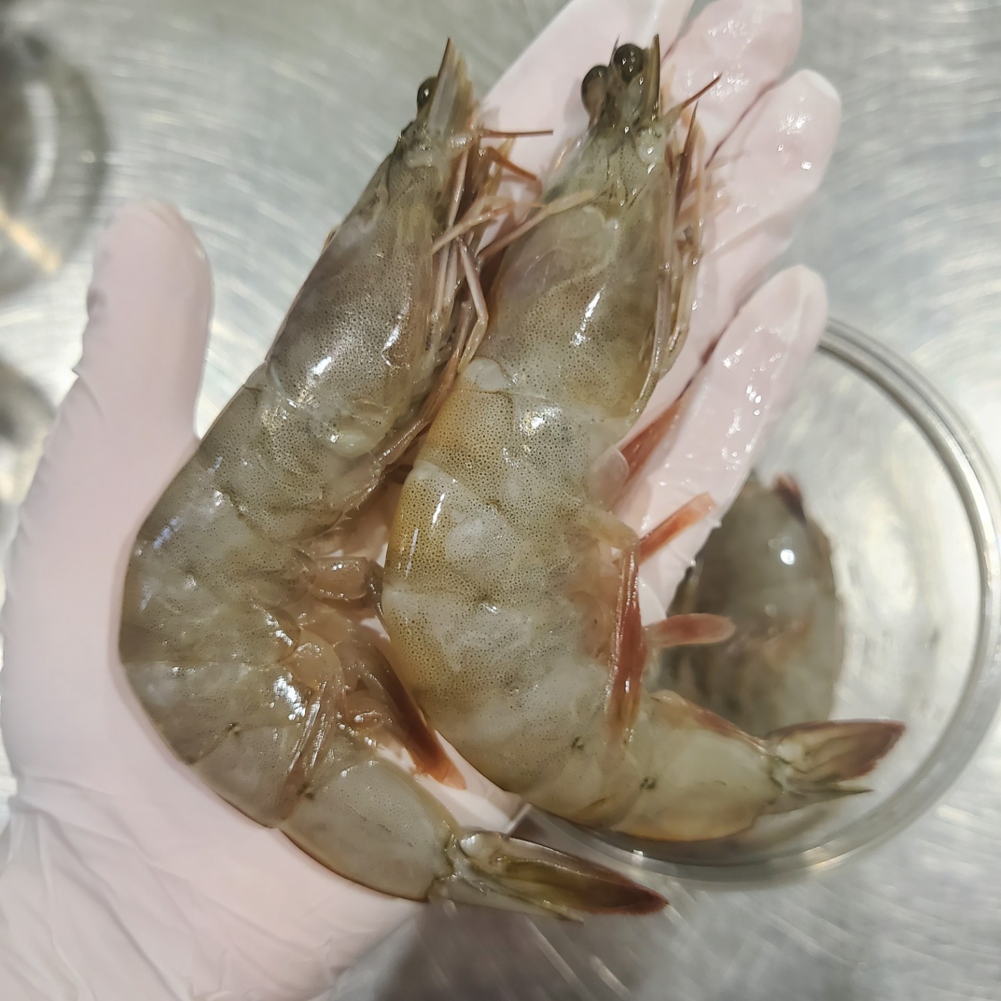 25년 출하 국내산 제철 냉동 흰다리 급냉 생 새우 깐새우 - 상세 이미지 2