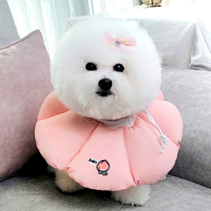 리치독스 강아지 넥카라 애견 고양이 깔대기 중성화 자수방수 S - 상세 이미지 3
