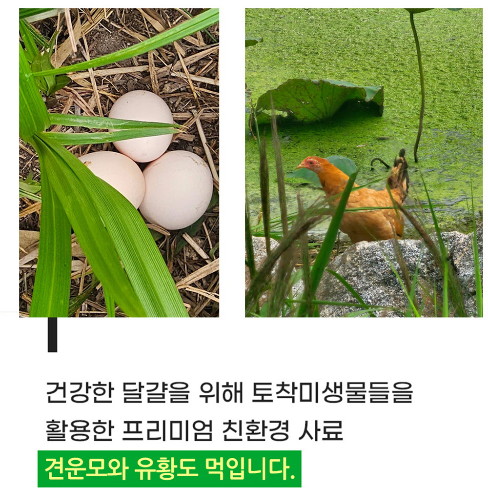 난각번호 1번 자연 방목 방사 유정란 동물복지 1등급 날 계란 고려닭 30구 - 상세 이미지 5