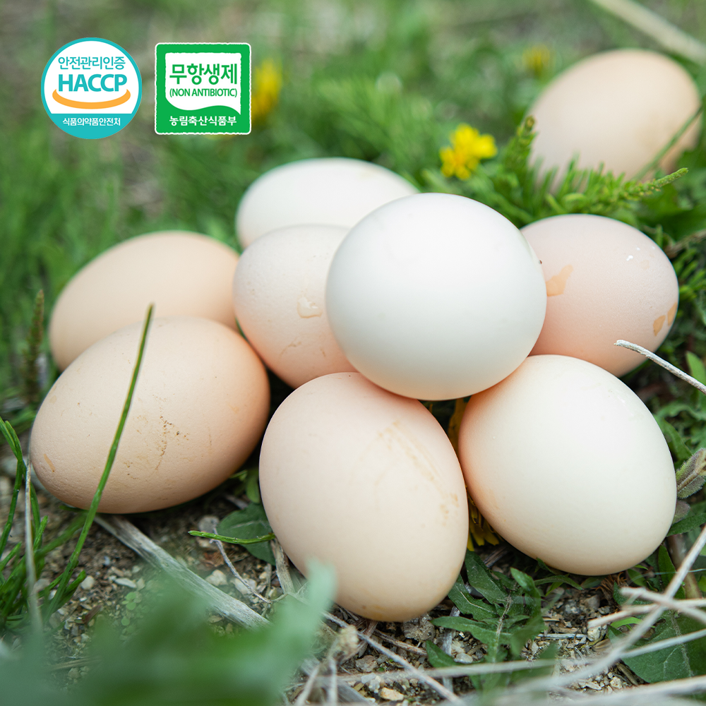 난각번호 1번 자연 방목 방사 유정란 동물복지 1등급 날 계란 고려닭 30구