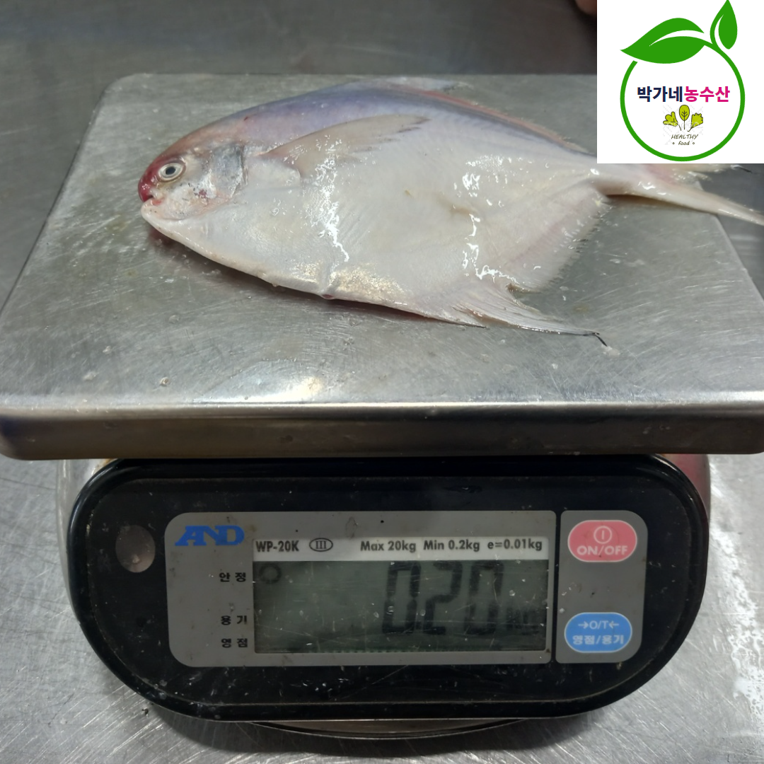 비손질 생물 병어 1kg 회 조림 구이 제철 찜 - 상세 이미지 5