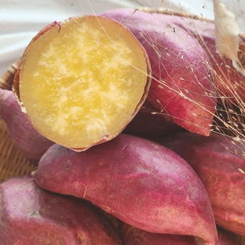 익산 김씨고구마 스토어 로고