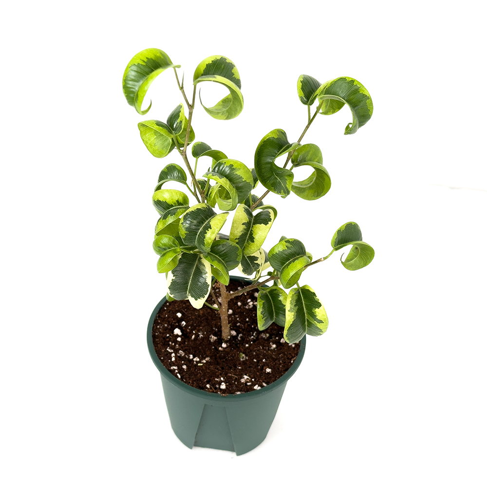 가든온 바로크벤자민 바리에가타 무늬 바로크 벤자민 고무나무 - 상품 이미지