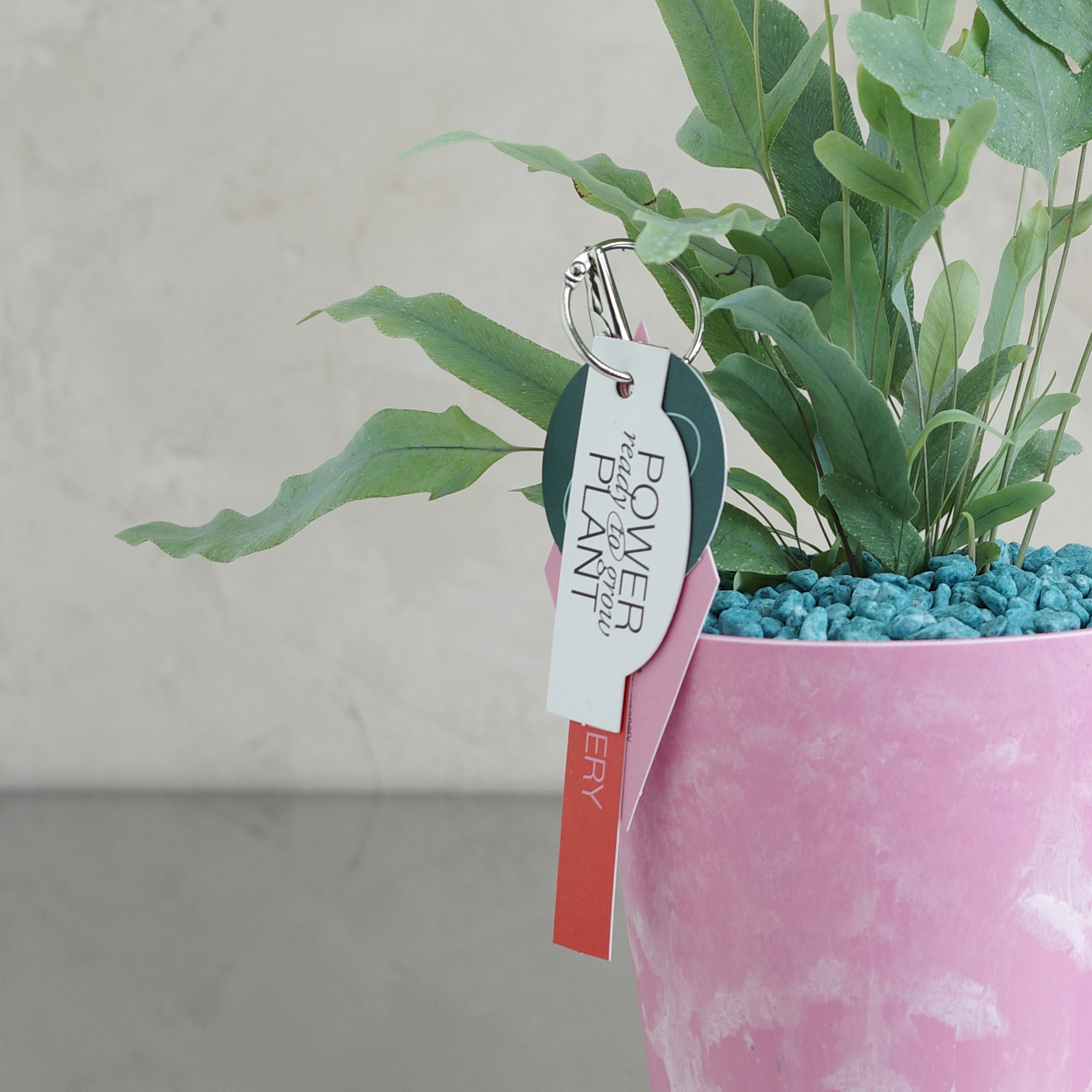 블루스타 고사리 (Phlebodium aureum Blue Star)+클라우드 팟 - 상세 이미지 3