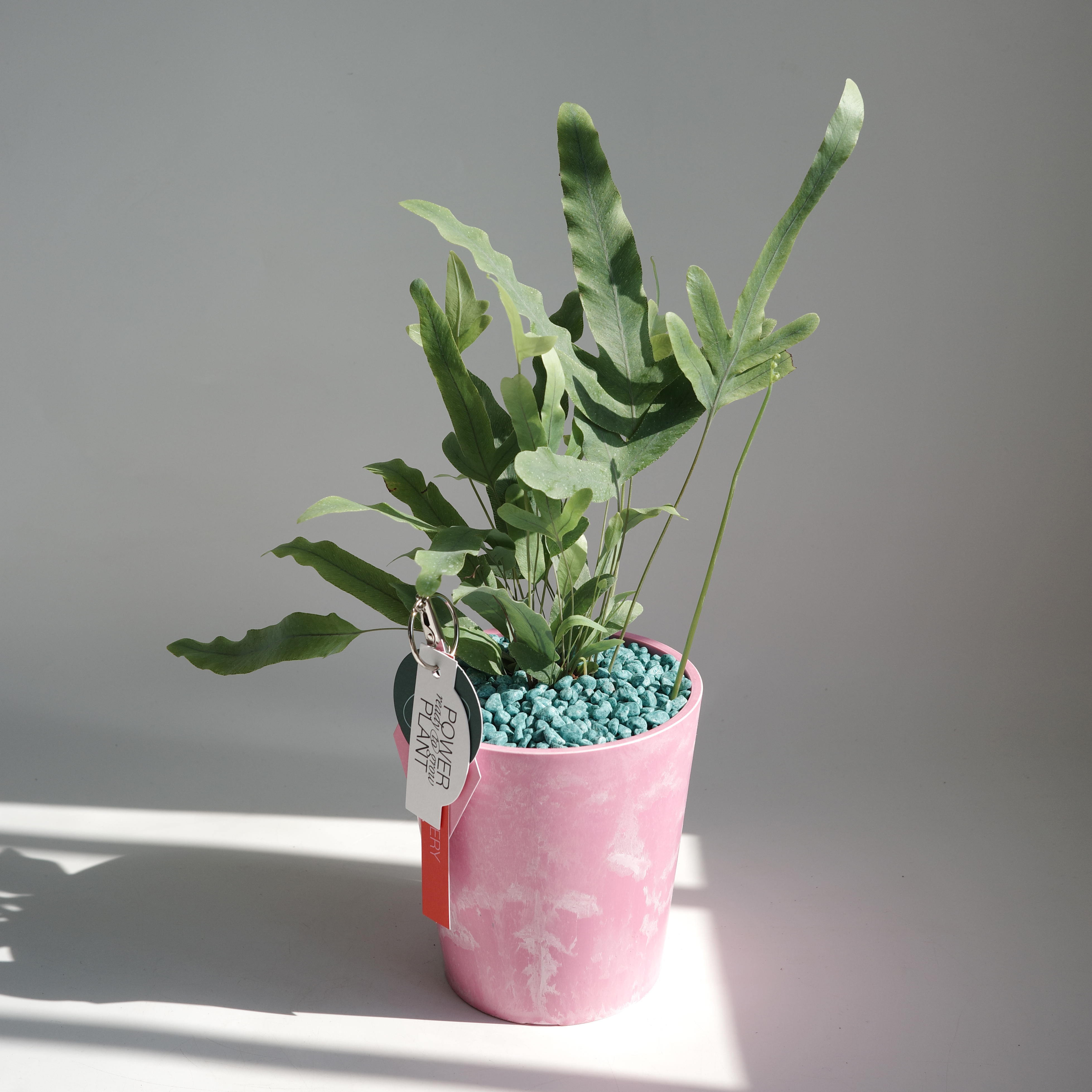 블루스타 고사리 (Phlebodium aureum Blue Star)+클라우드 팟 - 상품 이미지