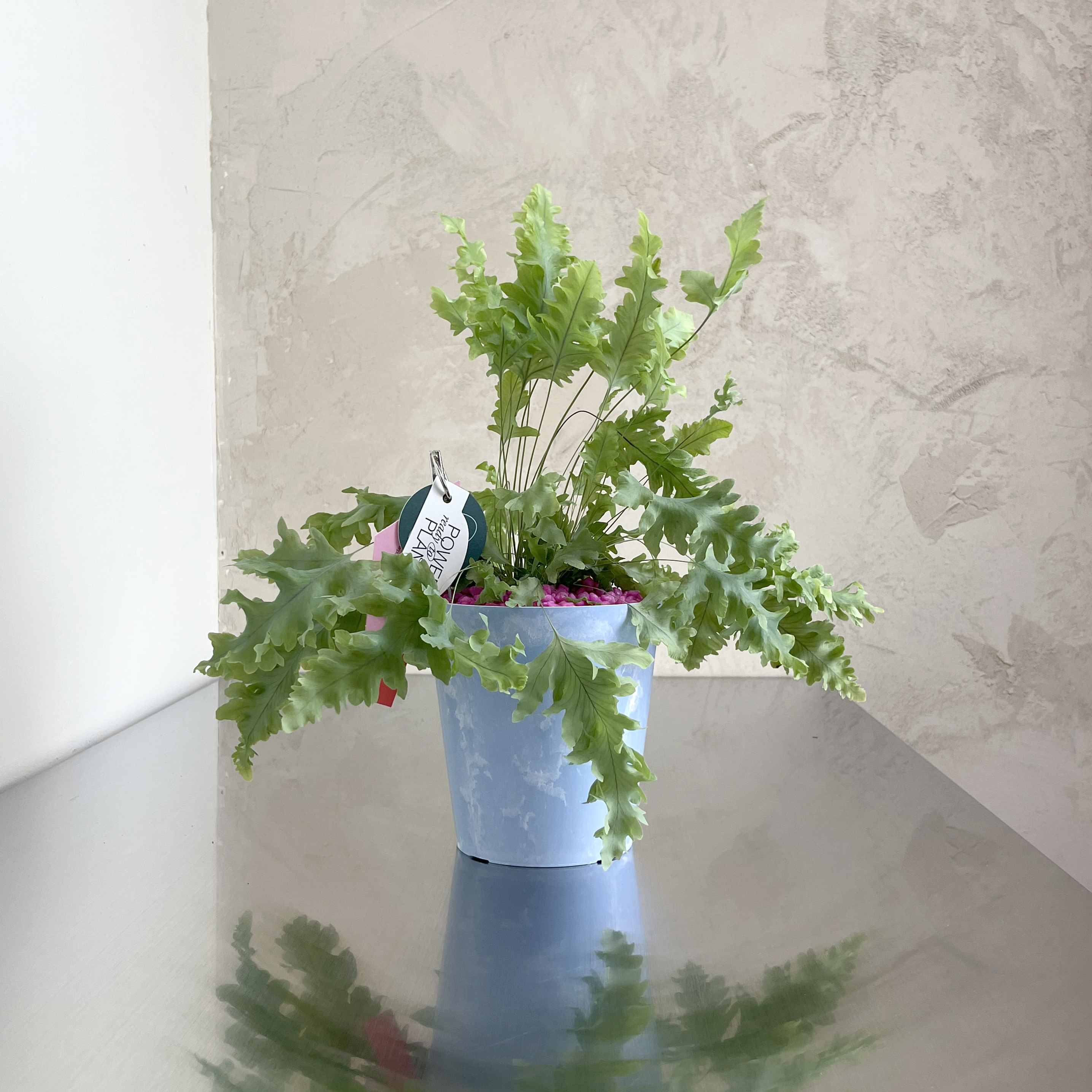 다바나 고사리(Phlebodium aureum Davana)+클라우드 팟 - 상세 이미지 3