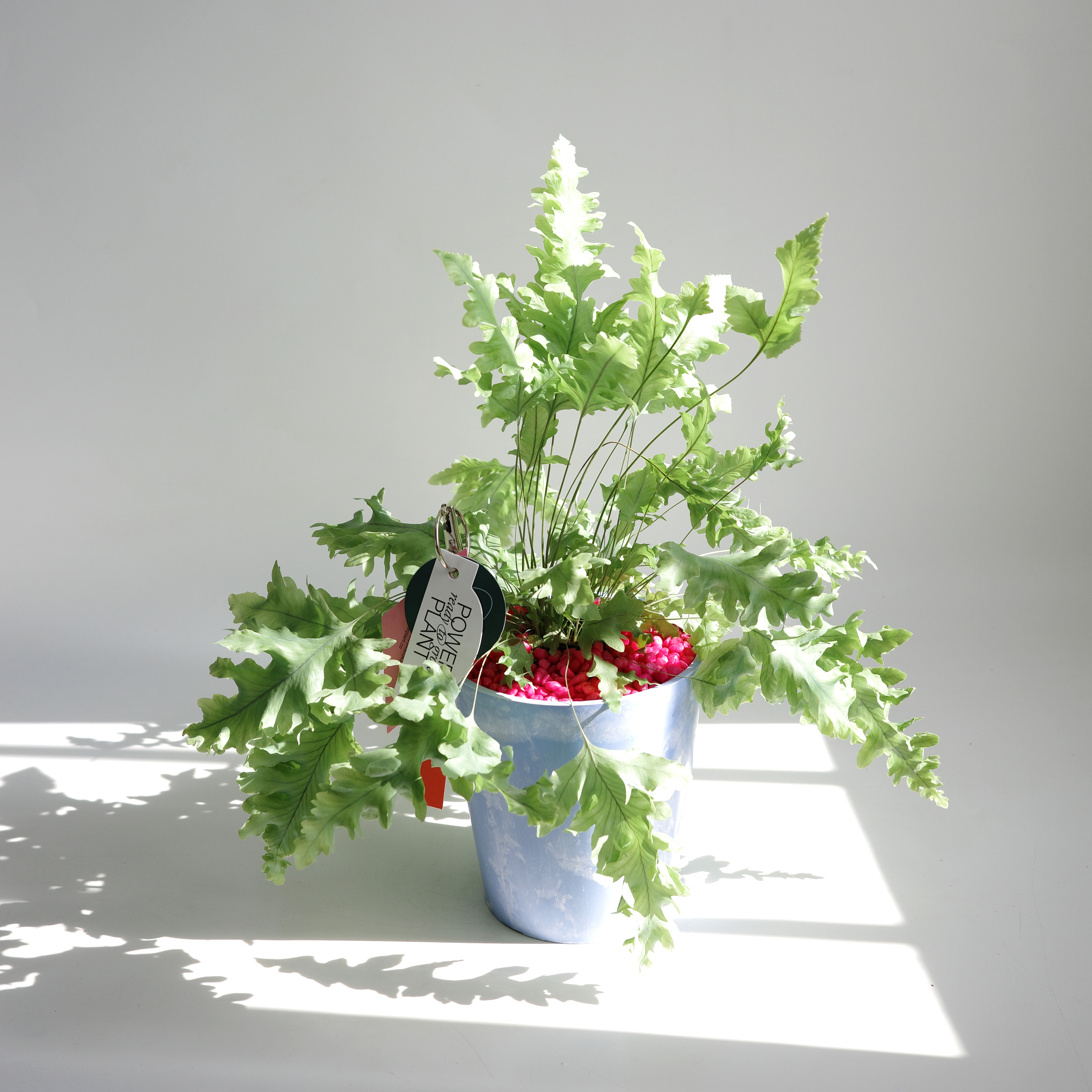 다바나 고사리(Phlebodium aureum Davana)+클라우드 팟 - 상세 이미지 2