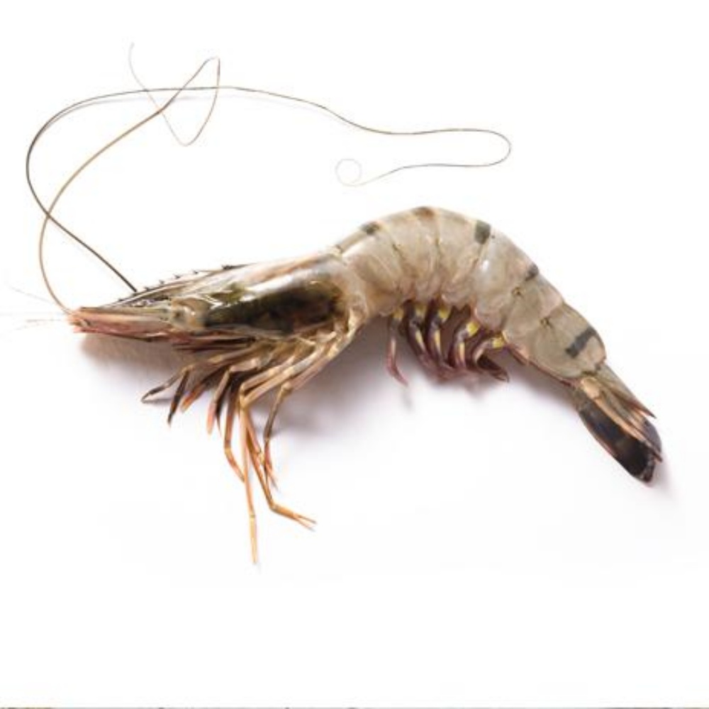 자연산대하 급냉새우 1kg 대하철 냉동생새우 캠핑 구이용새우 1키로 선물 택배 - 상세 이미지 4