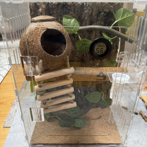 정하남 크레스티드 게코 도마뱀 사육장 초보자 은신처 크리스티드 (30x3... 솔직 후기 | 실제 사용자 리뷰 총정리 - 상품 이미지 1