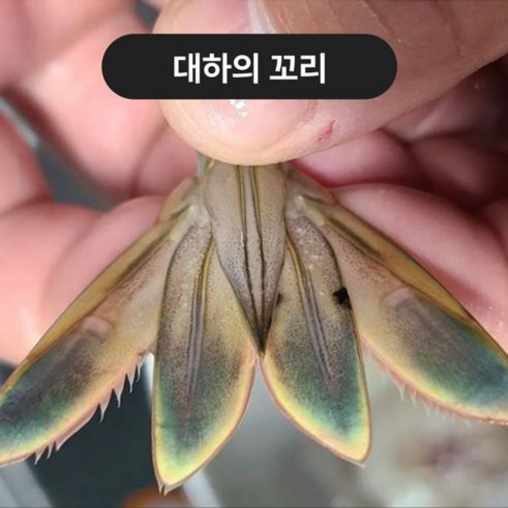 자연산대하 급냉새우 1kg 대하철 냉동생새우 캠핑 구이용새우 1키로 선물 택배 이미지 6