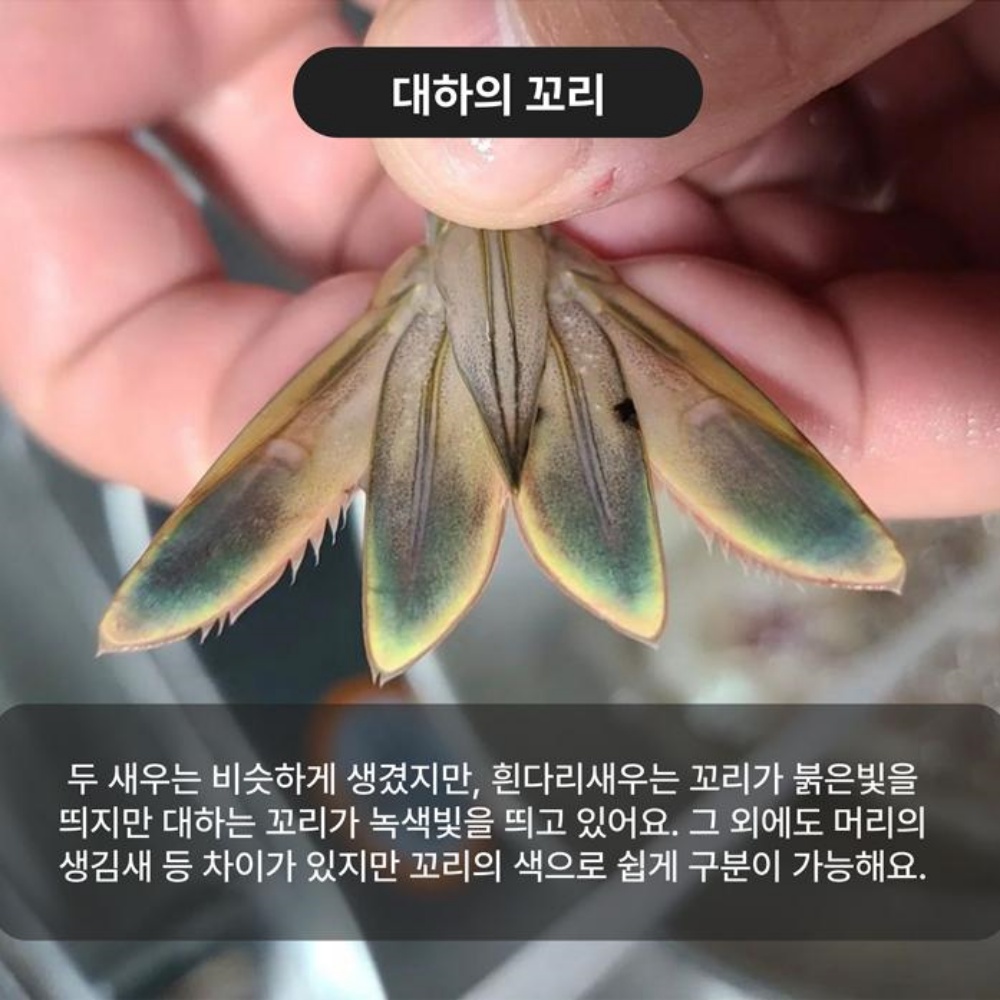 자연산대하 급냉새우 1kg 대하철 냉동생새우 캠핑 구이용새우 1키로 선물 택배 이미지 8