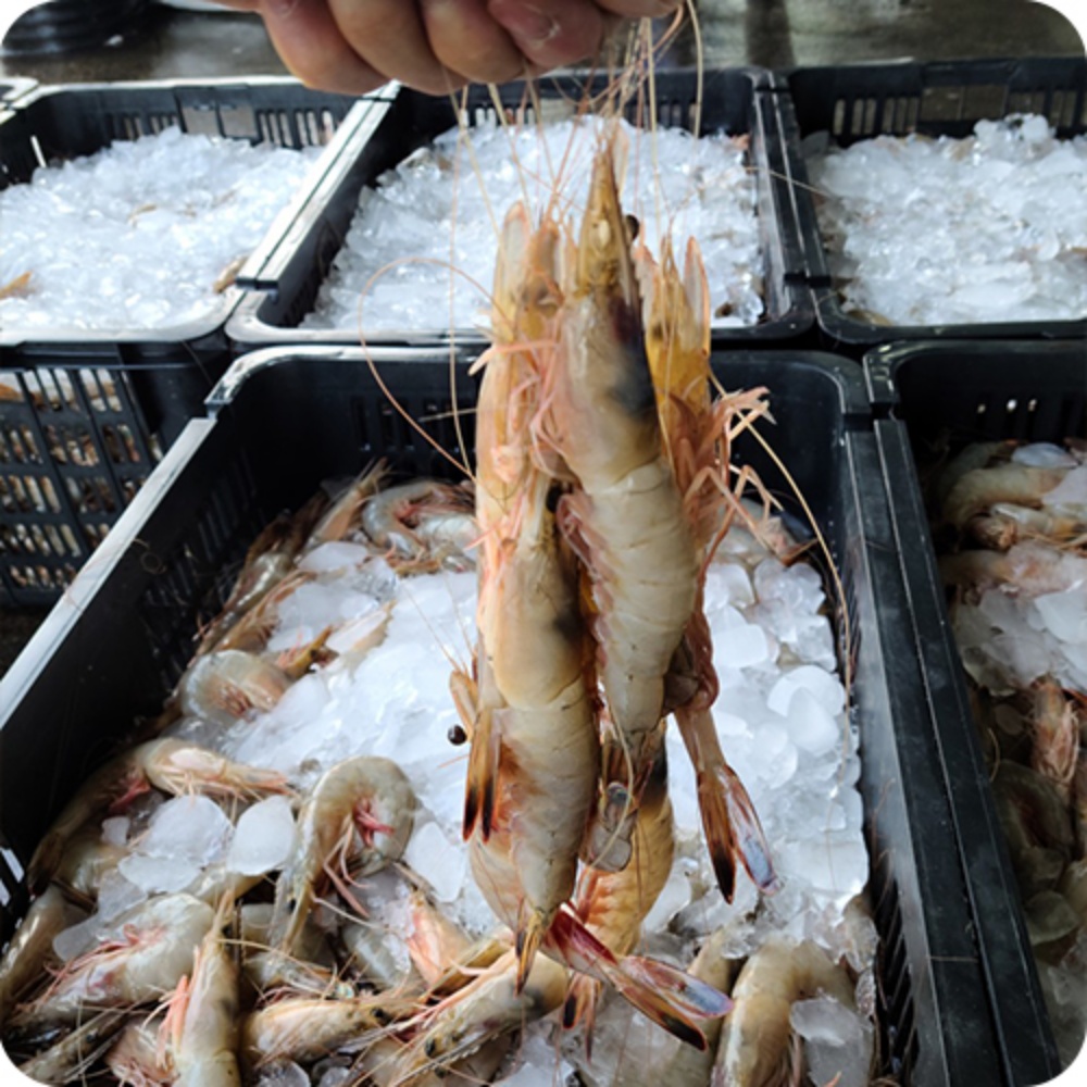 자연산대하 급냉새우 1kg 대하철 냉동생새우 캠핑 구이용새우 1키로 선물 택배 - 상세 이미지 3