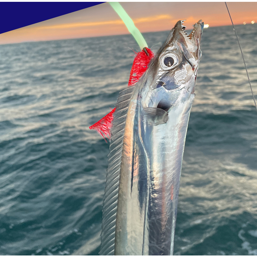 챌리온 강력한 축광력의 야광 파이프 CTH-01201-4 선상 갈치 채비 2m 텐빈 선상