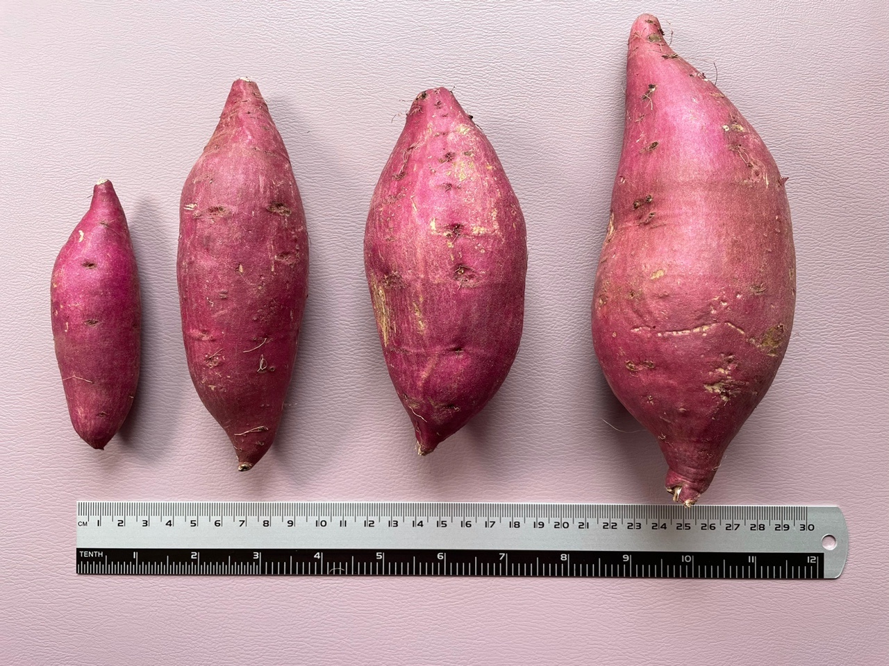 해남 무농약 밤고구마 5kg / 세척 햇 고구마 / 한입 중상 특상 대 사이즈 이미지 8