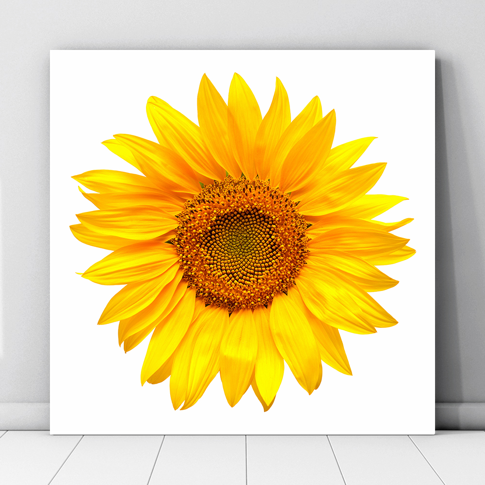 한보름 해바라기 사진 그림 캔버스 포스터 20x20cm