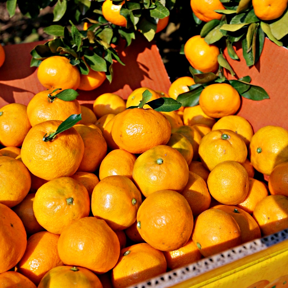 극조생 조생 노지감귤 타이백 타이벡감귤 3kg 5kg 10kg 제주 산지직송