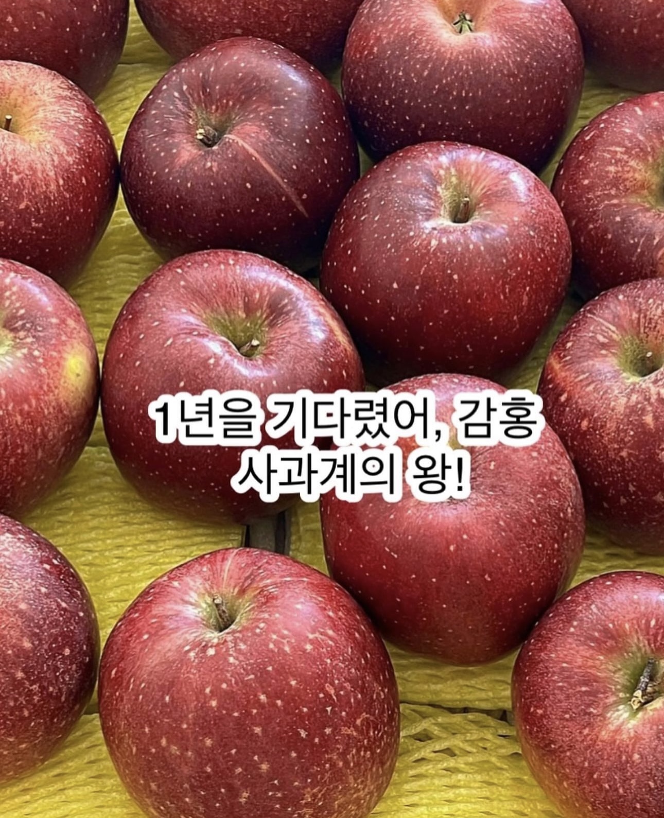 사과의 왕, 감홍사과 7차 공구 이미지