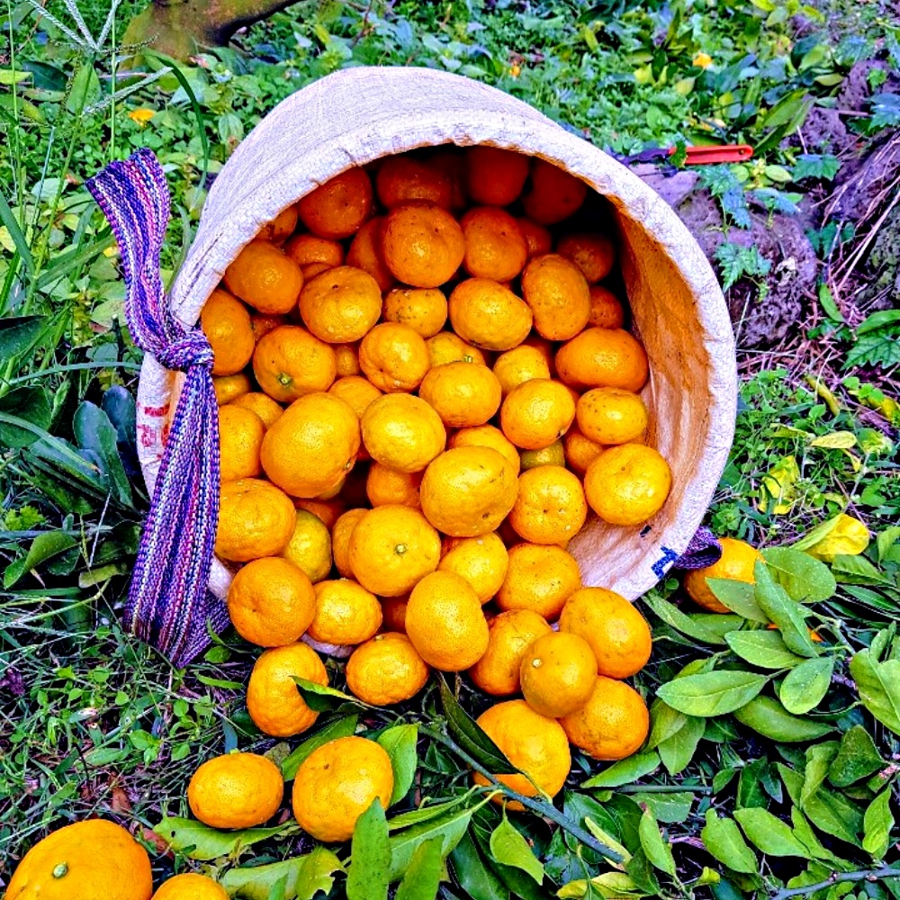 하우스 노지 타이벡 타이백 감귤 극조생 조생 꼬마귤 3kg 5kg 10kg 제주 산지직송