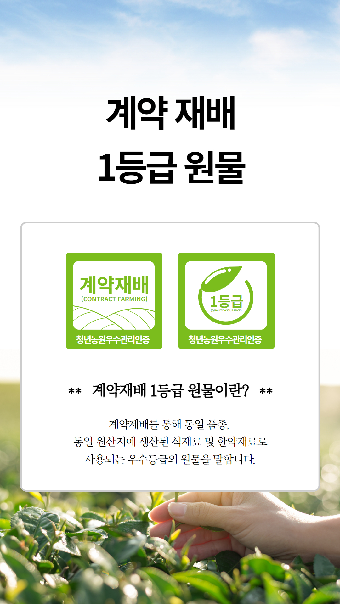 [청년농원] 구기자차 100% 국산 볶은 구기자 효능 생분해 티백 - 상세 이미지 5