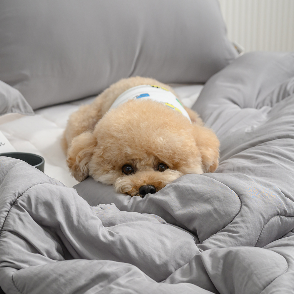 강아지털안붙는 차렵이불 SS 모달 마이크로화이바 이불 알러지방지 사계절 간절기 부드러운