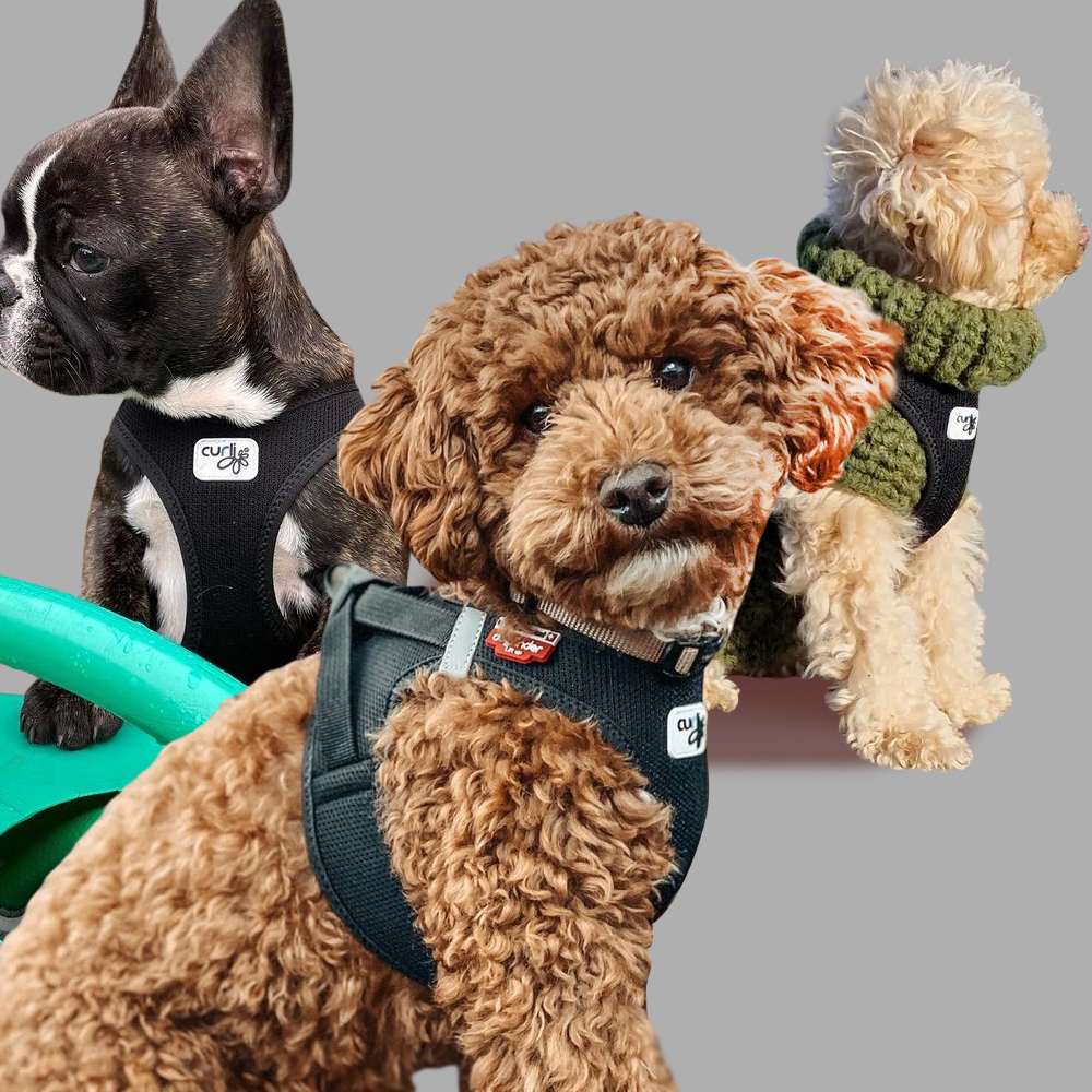 스위스 큘리 시그니쳐 하네스 블랙, L-가슴둘레 49.1-55.4cm