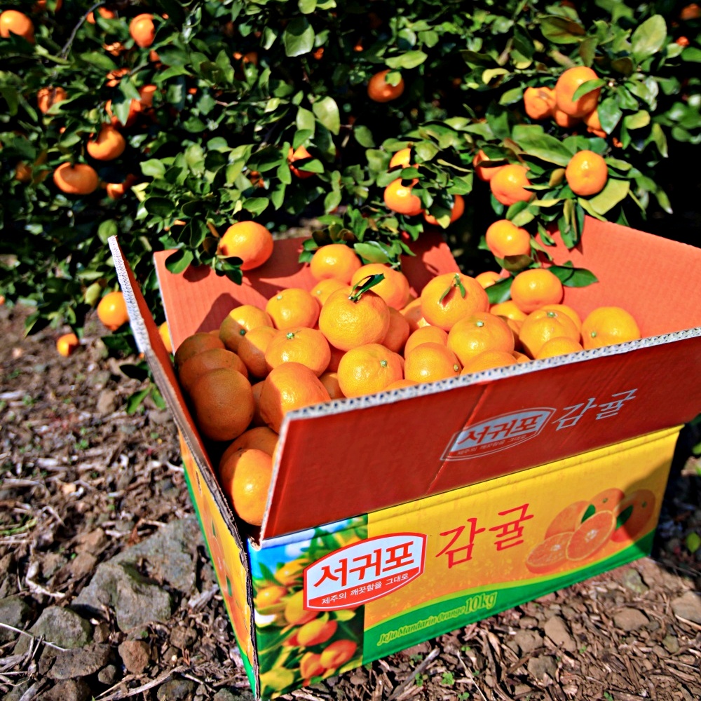 타이벡 극조생 조생 유라실생 감귤 5kg 10kg 소과 로얄과 중대과 제주 산지직송