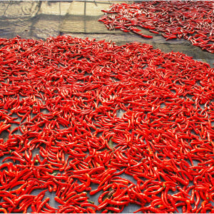 국내산 프리미엄 김장 김치 양념 1kg 맛있게 먹은 솔직 후기 - 상품 이미지 3