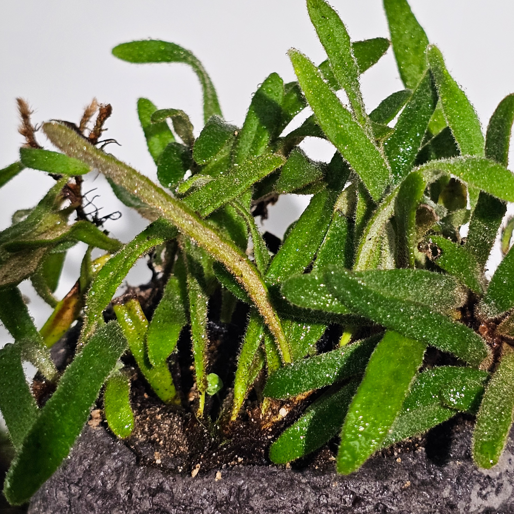 ［직접재배 토종자생식물］우단일엽 고사리 테라리움 비바리움