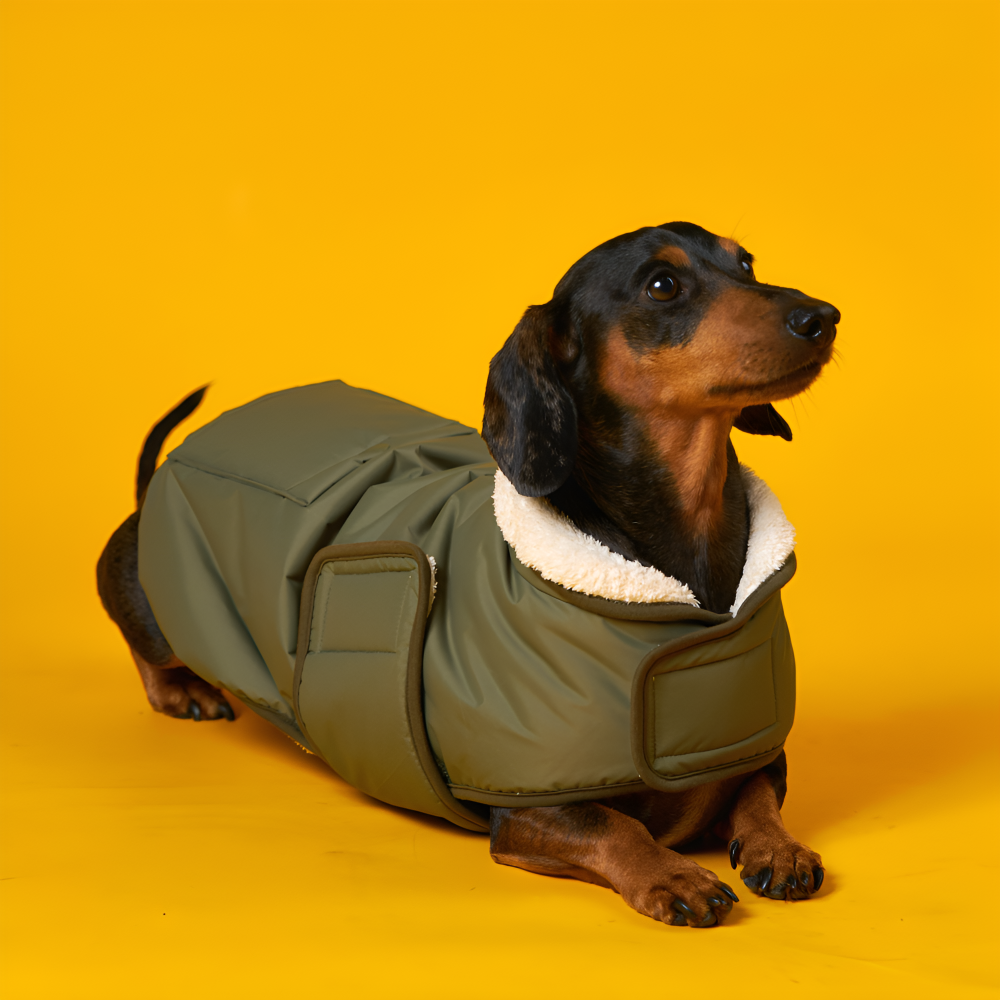 엔젤도그 강아지 패딩 개따뜨텍 숏패딩 겨울옷s