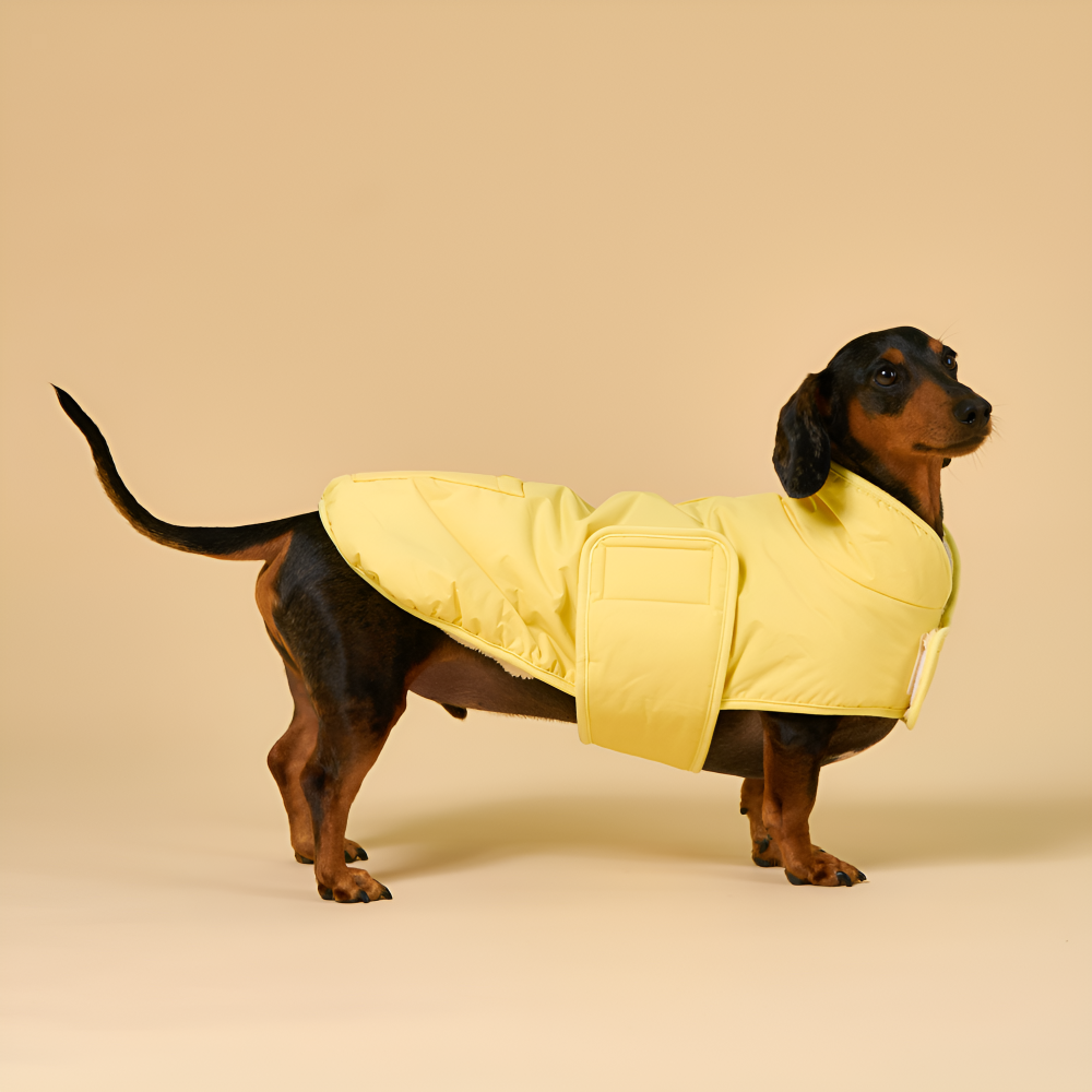 엔젤도그 강아지 패딩 개따뜨텍 숏패딩 겨울옷s