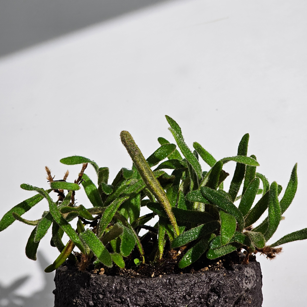 ［직접재배 토종자생식물］우단일엽 고사리 테라리움 비바리움