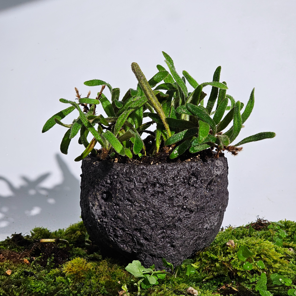 ［직접재배 토종자생식물］우단일엽 고사리 테라리움 비바리움