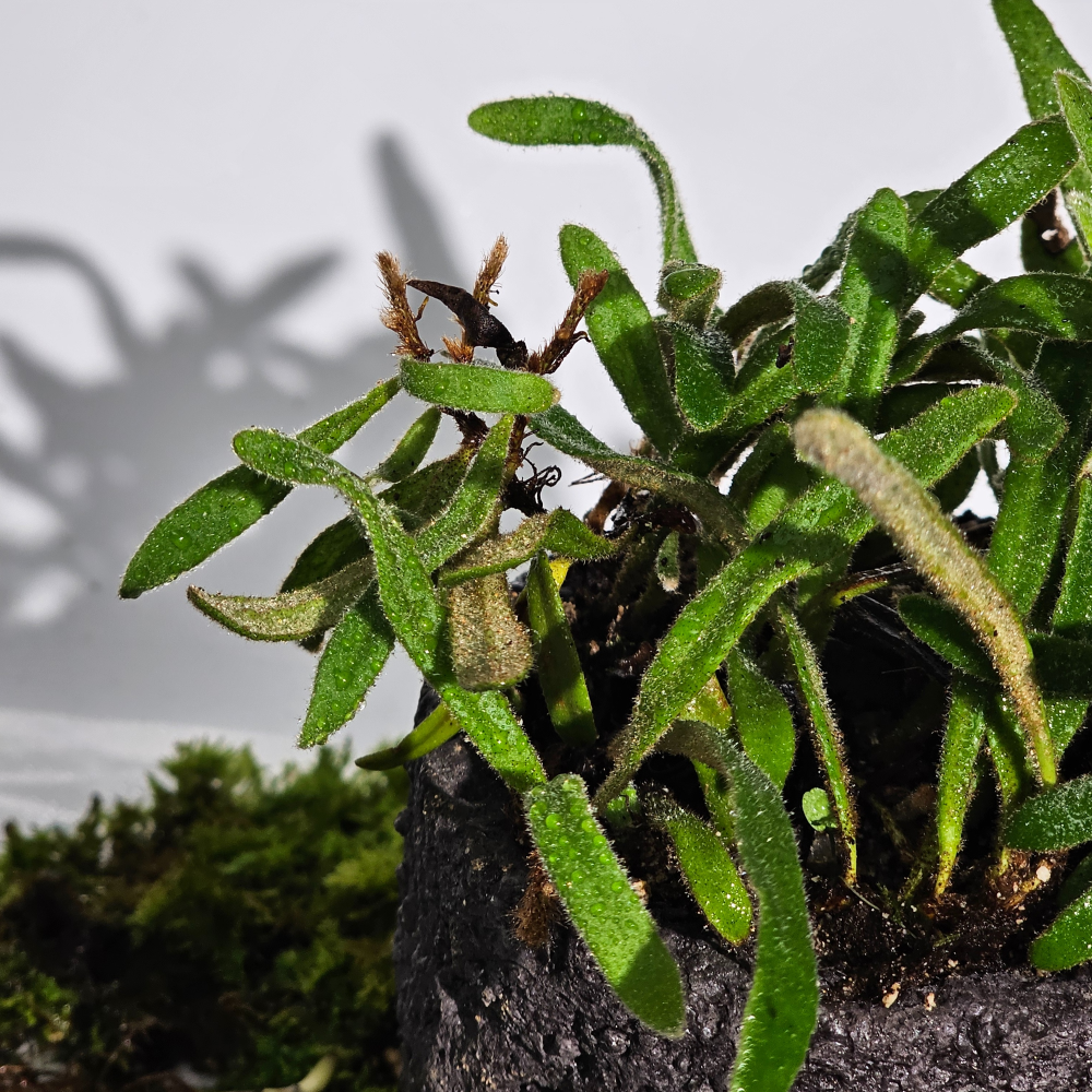 ［직접재배 토종자생식물］우단일엽 고사리 테라리움 비바리움