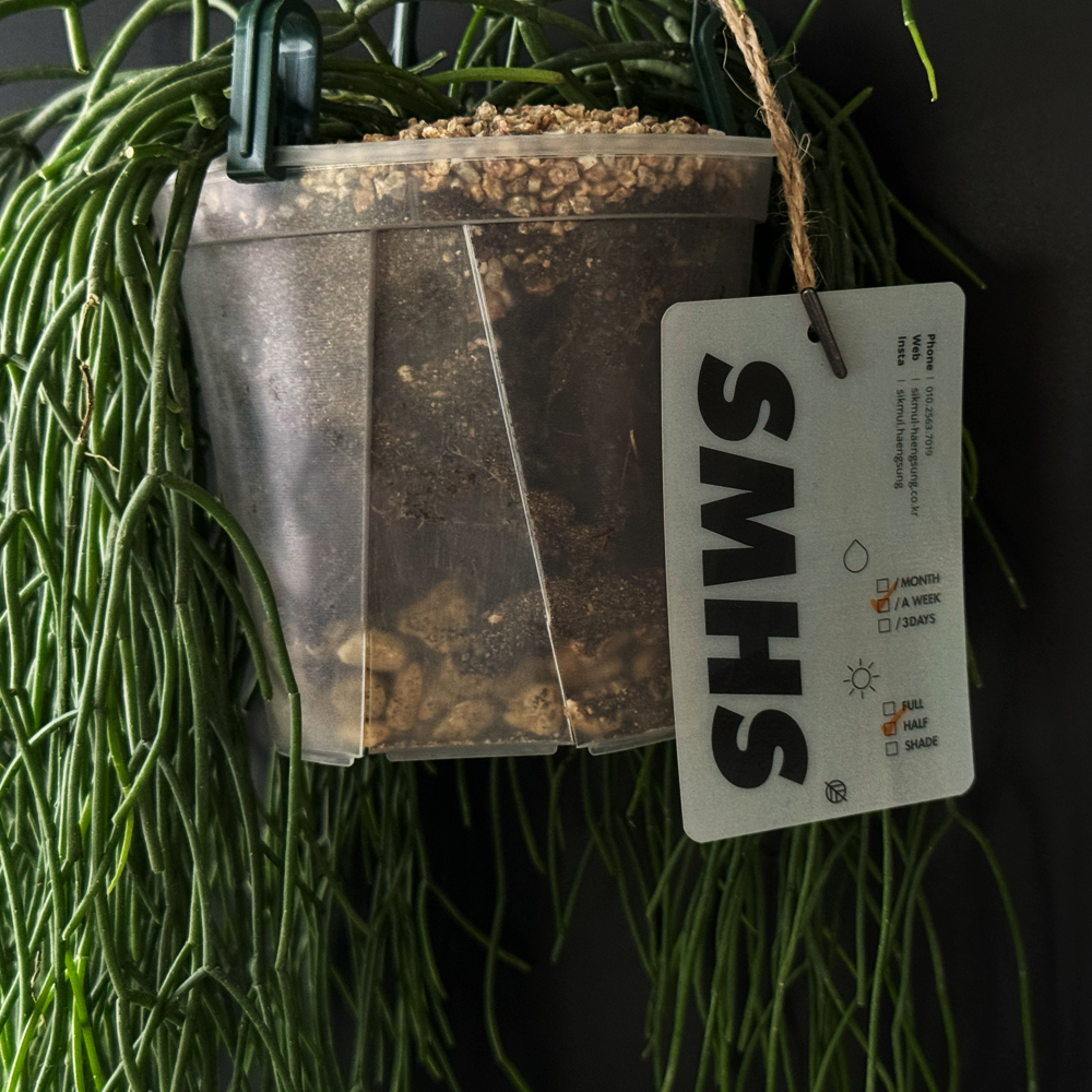 식물행성 립살리스 레인 투명화분 - 행잉플랜트 공중 걸이식물