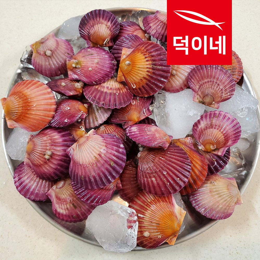 통영 홍가리비 4kg 제철 조개 가리비 구이 - 상품 이미지