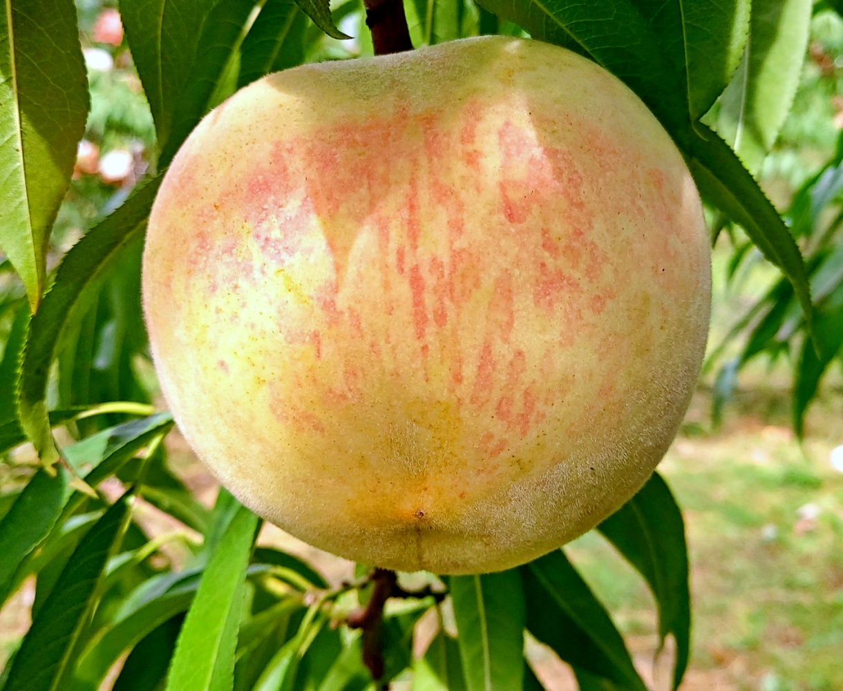 엘바트 만백천 양홍장 황도 말랑이 복숭아 2kg 4kg 중과 대과 특대과 영동 산지직송