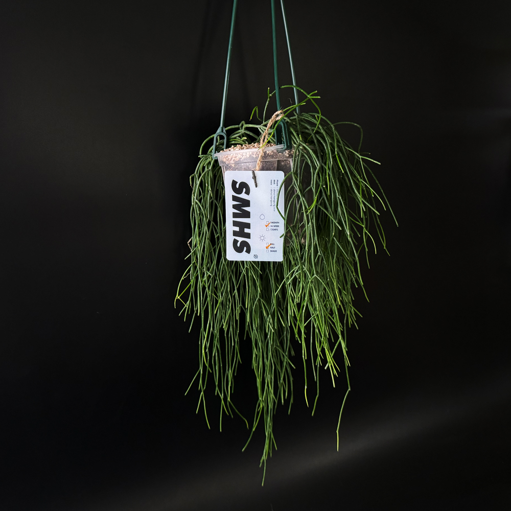 식물행성 립살리스 레인 투명화분 - 행잉플랜트 공중 걸이식물