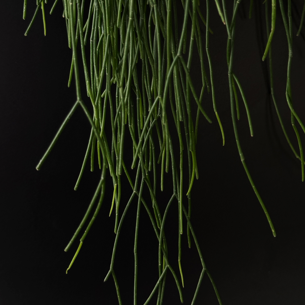 식물행성 립살리스 레인 투명화분 - 행잉플랜트 공중 걸이식물