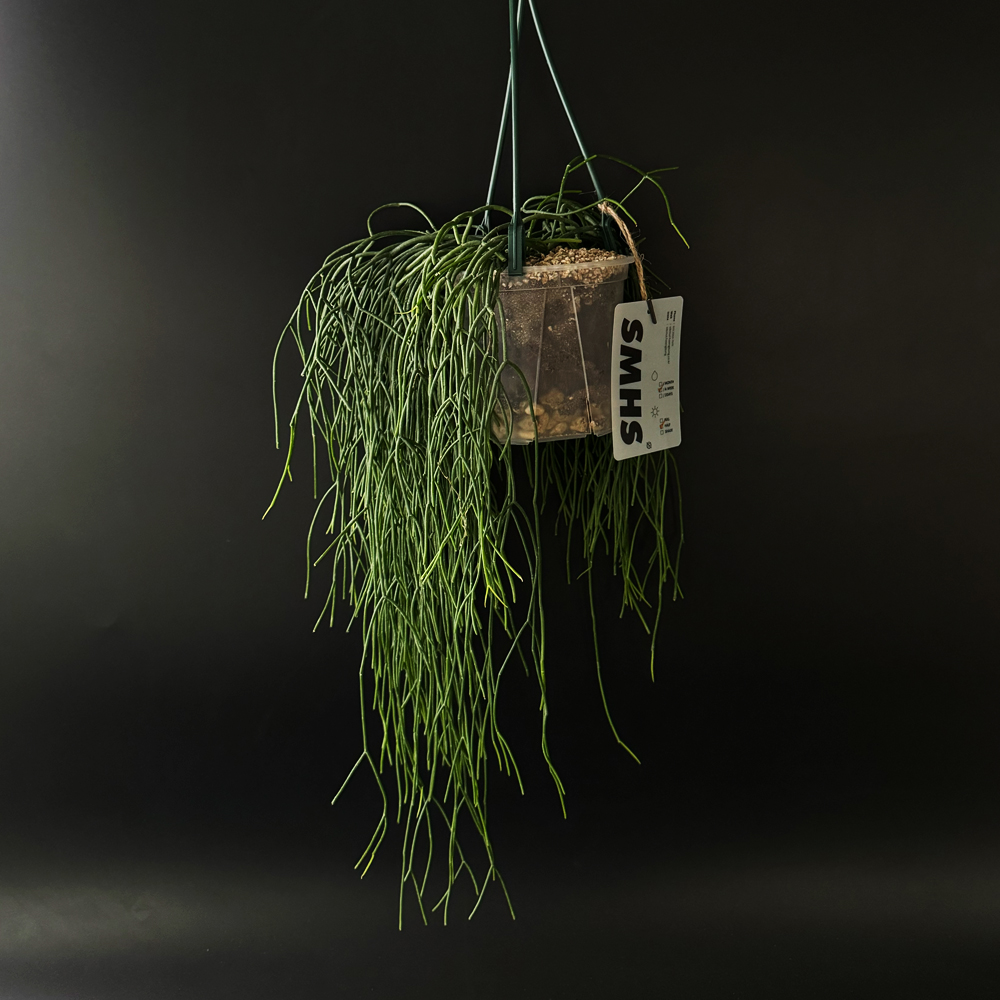 식물행성 립살리스 레인 투명화분 - 행잉플랜트 공중 걸이식물