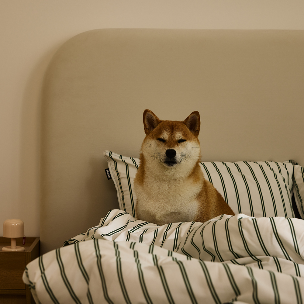 소르르 실키모달 알러지케어 차렵이불 아토피 먼지없는 모달 사계절 이불 화이트 SS