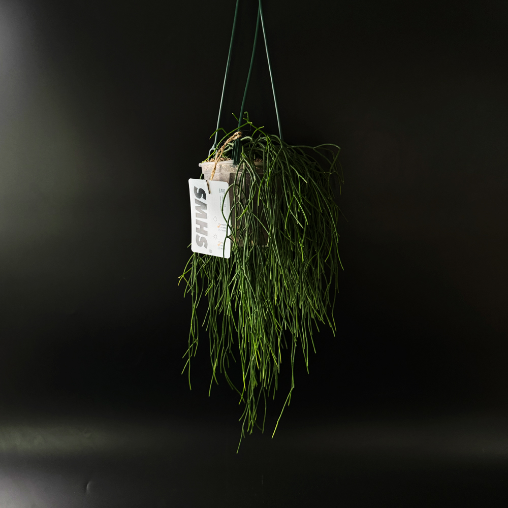 식물행성 립살리스 레인 투명화분 - 행잉플랜트 공중 걸이식물