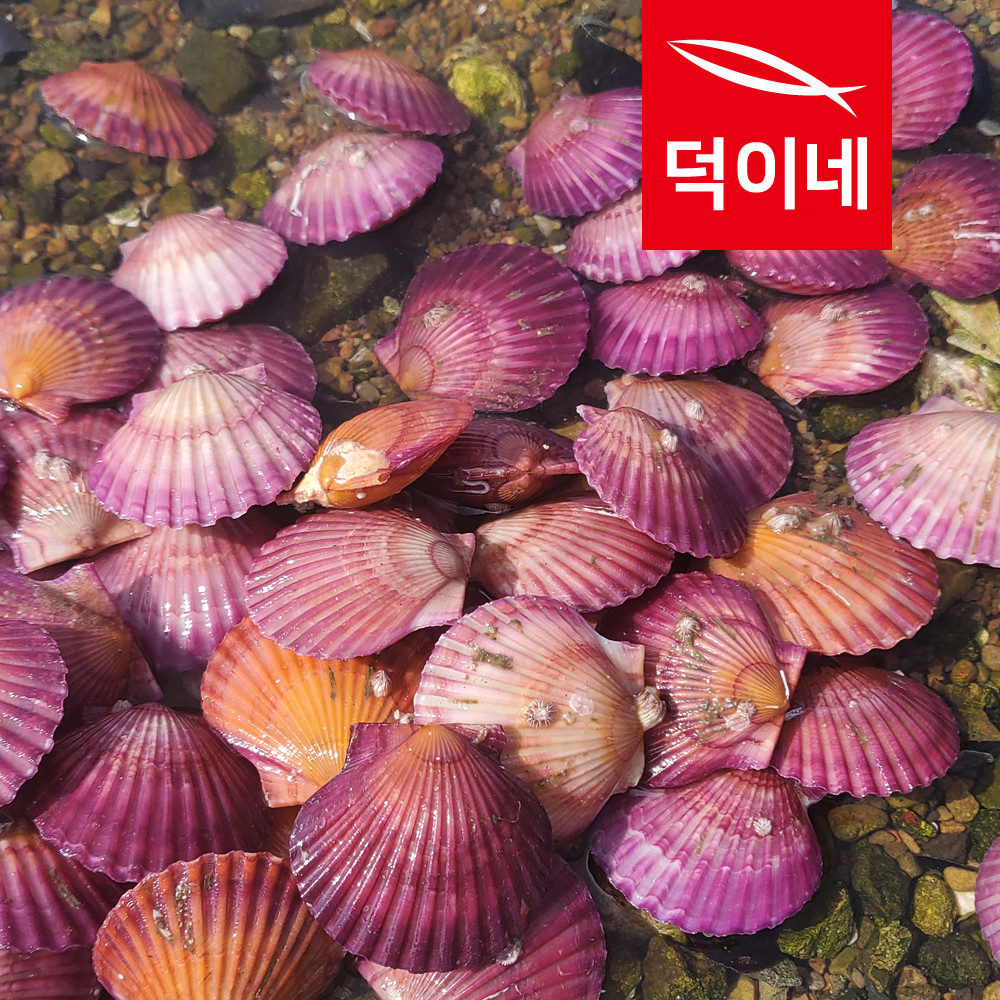 통영 홍가리비 4kg 제철 조개 가리비 구이 - 상세 이미지 3