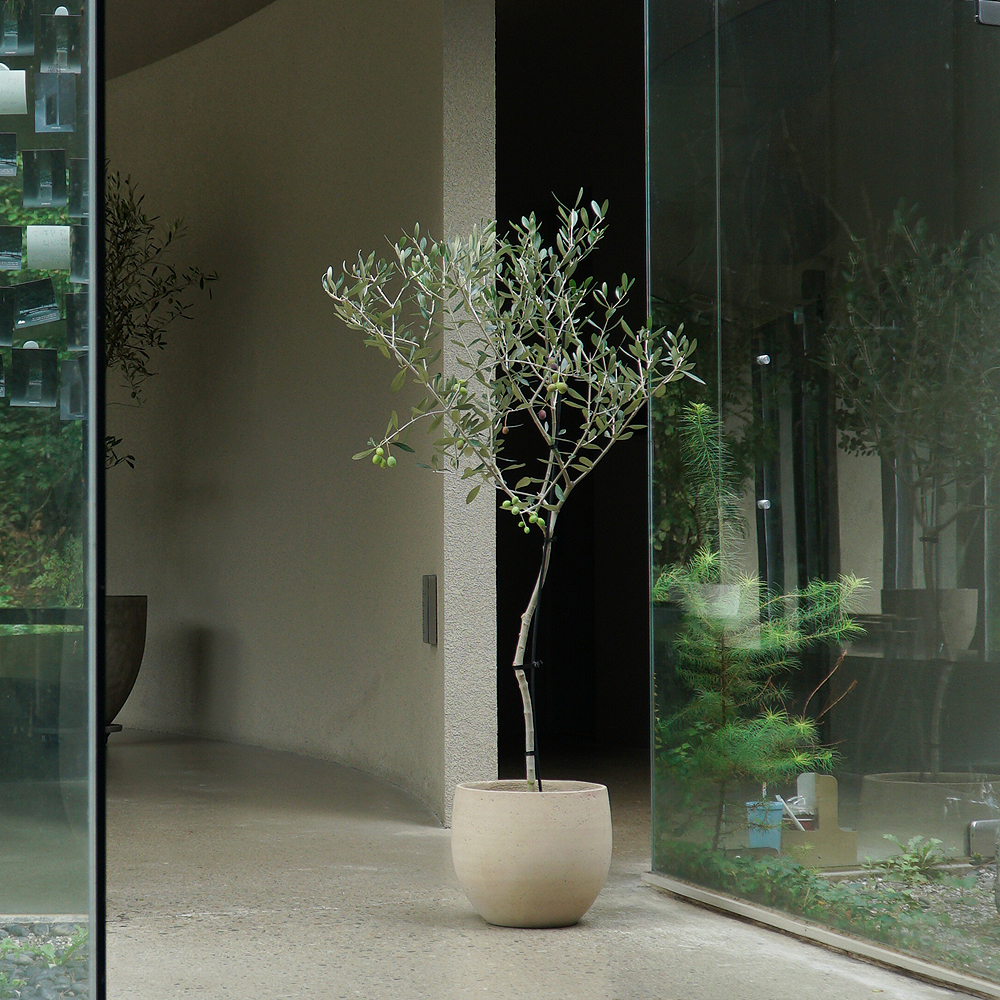 올리브나무 올리브 열매 수정 품종 제품 이미지