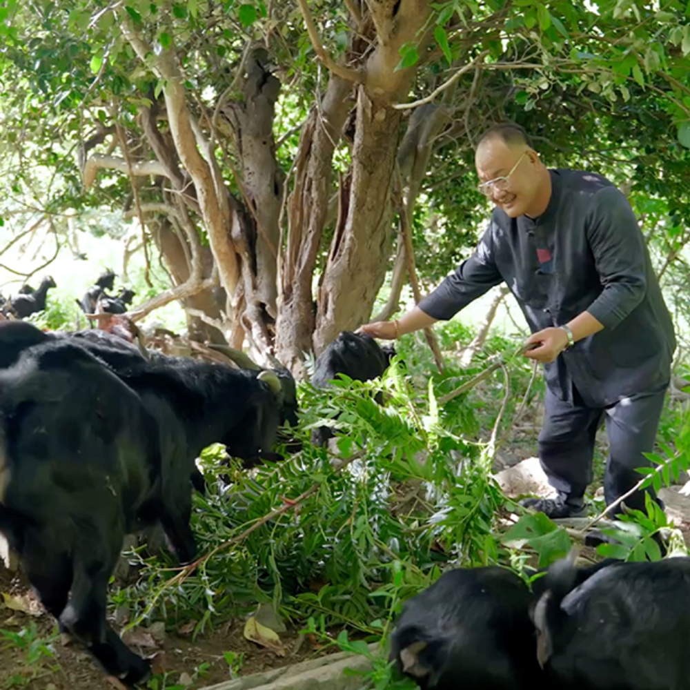 홍성호 울릉도 마가목 흑염소진액 30+3포 1개월분 국내산 토종 자연방목 엑기스 흑염소즙 상세 이미지 5