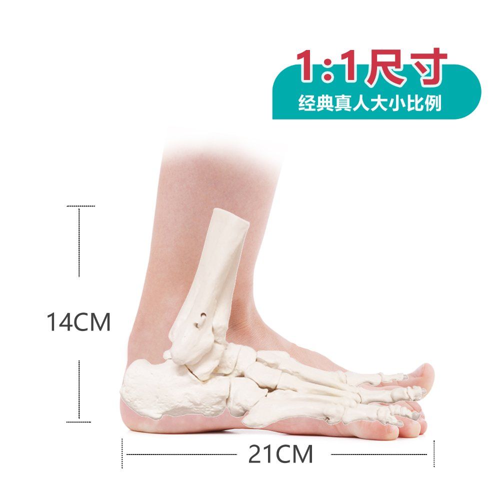 발 발뼈 관절 뼈 인대 발목 교육 인체 의학 모형 교구 정형외과 과학 병원 - 상세 이미지 4