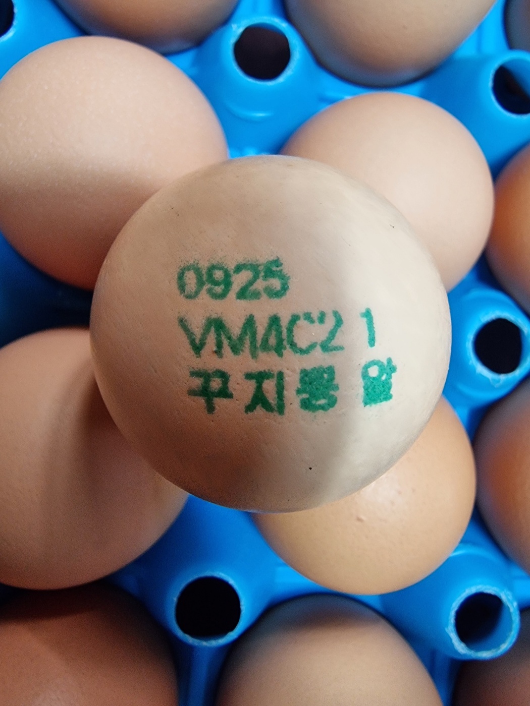 자유방목 유정란 꾸지뽕 계란 자연방목 계란 계란 후기 계란 추천