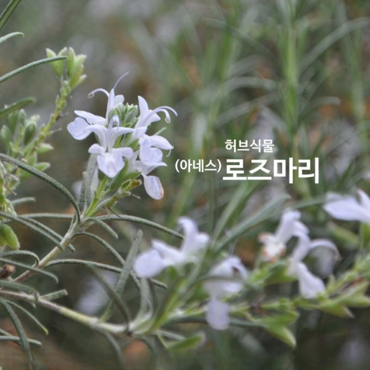 FV 아네스로즈마리  화분 2개 : 녹색그린농산