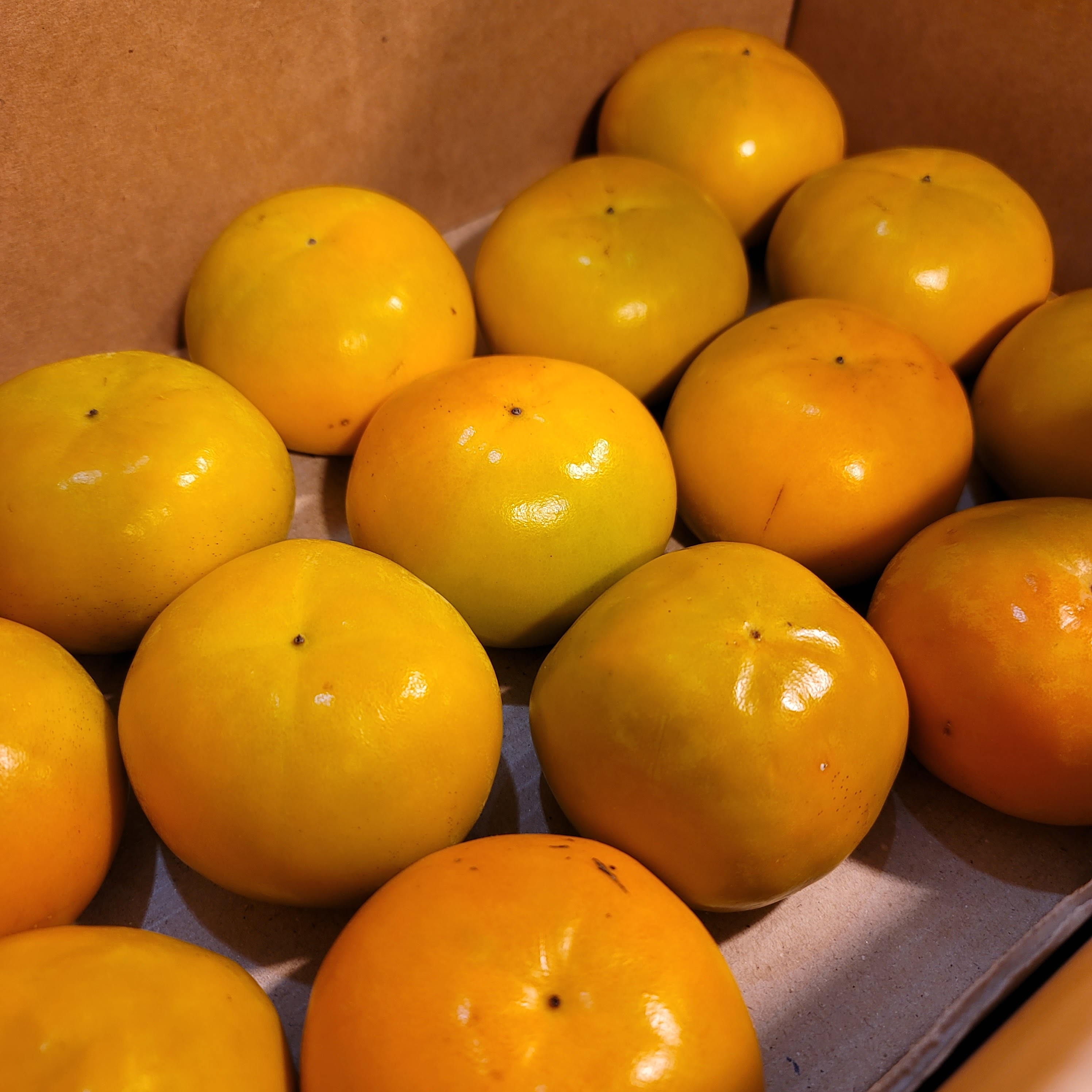 땡감 단감 5kg, 1개 - 상세 이미지 3